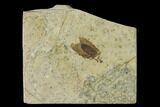 Fossil March Fly (Plecia) - Green River Formation #138487-1